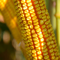 SEM. MAIS RGT ELARAXX DUO REDIGO M DOSE 50MG