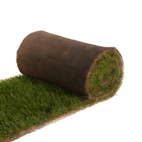 GAZON PLAQUE ZOYSIA ZEON AU M2