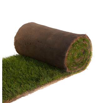 GAZON PLAQUE ZOYSIA ZEON AU M2