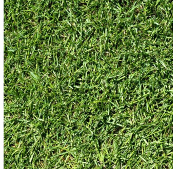 GAZON PLAQUE ZOYSIA ZEON AU M2
