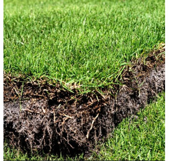 GAZON PLAQUE ZOYSIA ZEON AU M2