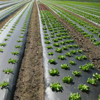 FILM PAILLAGE BIOCASE NOIR 15MC 1M20X2000M PERFORE