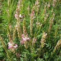 SEM. SAINFOIN DOUBLE IMPORT TAJA