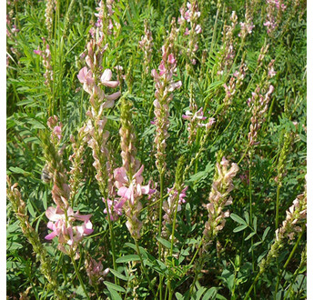 SEM. SAINFOIN DOUBLE IMPORT TAJA