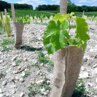 THONENAP VIGNE RLX 0.5 X 25ML