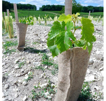 THONENAP VIGNE RLX 0.5 X 25ML