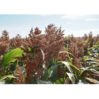 SEM. SORGHO ARGENTA CONCEP C DOSE 300MG