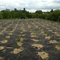 FEUTRE 100% PLA 190G/M2 RL DE 100ML /RL