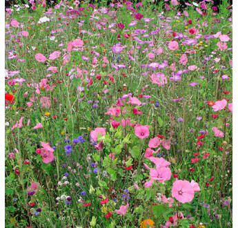 JACHERE FLEURIE BIO DIVERSITE PLANTES UTILES