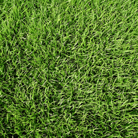 CYNODON DACTYLON ROYAL TXD SEAU 11.35KG