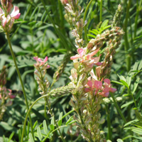 SEM. SAINFOIN DOUBLE IMPORT LUPINELLA SAC25KG