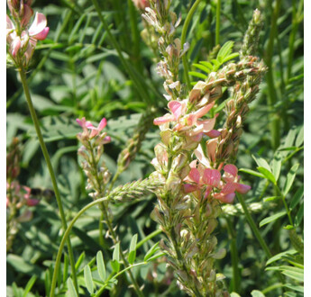 SEM. SAINFOIN DOUBLE IMPORT LUPINELLA SAC25KG