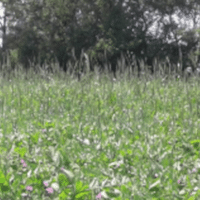 SEM. MELANGE GP TOUT VERT