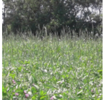 SEM. MELANGE GP TOUT VERT BIO