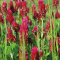 SEM. MELANGE GP TOUT ROUGE BIO