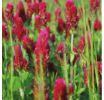 SEM. MELANGE GP TOUT ROUGE BIO