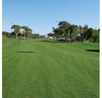 SEM. RAY GRASS ANNUEL THUNDER SAC25KG