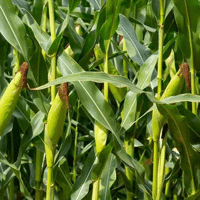 SEM. MAIS KWEEKER REDIGO M DOSE 50MG