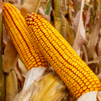 SEM. MAIS FATBOX REDIGO M DOSE 50MG