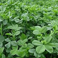 SEM. LUZERNE DUO MAX SAS READY SAC25KG