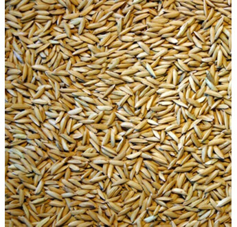 SEM. RIZ LONG A VELOX NT BB500KG