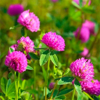 SEM. TREFLE VIOLET ROZETA BIO