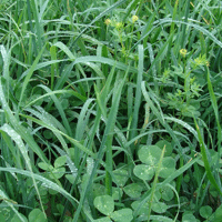SEM. MELANGE M-TOUS TERRAINS DOSE15KG