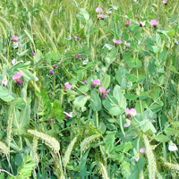 SEM. MELANGE M-METEIL MONTAGNE DOSE25KG