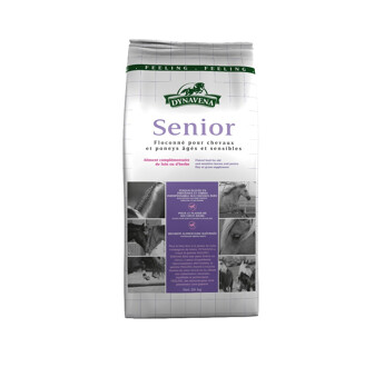 CHEVAL DYN PROMO SENIOR
