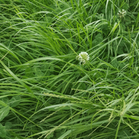 SEM. MELANGE ETIOPIK SAC15KG