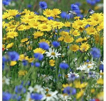 MELANGE FLEURI FLORE FRANCAISE