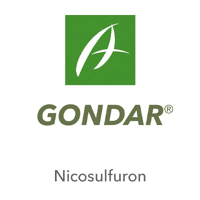 GONDAR 5L