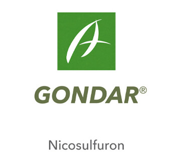 GONDAR 5L