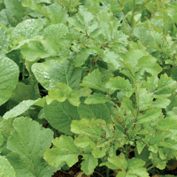SEM. MELANGE CHLOROFILTRE MULTICONTROLE DOSE10KG