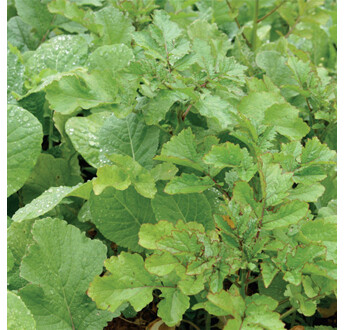 SEM. MELANGE CHLOROFILTRE MULTICONTROLE DOSE10KG