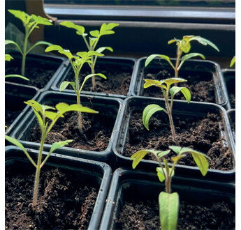 TERREAU P02-3 HORTICOLE WF UAB