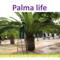 PALMA LIFE 2.5 MILLIARDS 301986