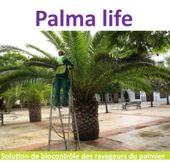 PALMA LIFE 2.5 MILLIARDS 301986