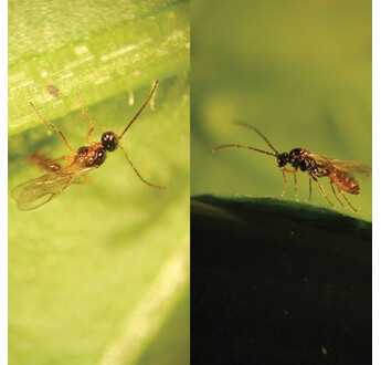 APHIDIUS MIX SYSTEM 750 (500A.COLEMANI+250A.ERVI)