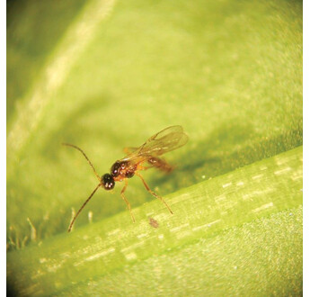 APHIDIUS SYSTEM 5000