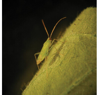 MACROLOPHUS SYSTEM 500