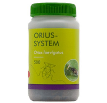 ORIUS SYSTEM (O. LAEVIGATUS)/500