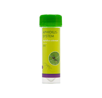 APHIDIUS SYSTEM (A. COLEMANI) SUR SCIURE BOIS 30ML /500