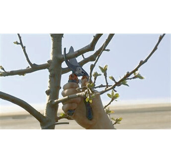 SECATEUR ERGO ROTATIF BAHCO PXR-M3