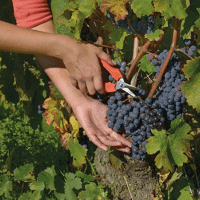 EPINETTE PRO BAHCO P127-19 BULK