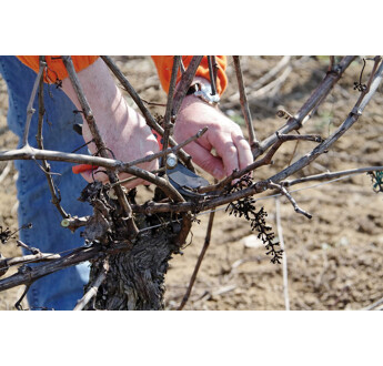 SECATEUR ERGO MOYEN TETE N2 BAHCO PX-M2