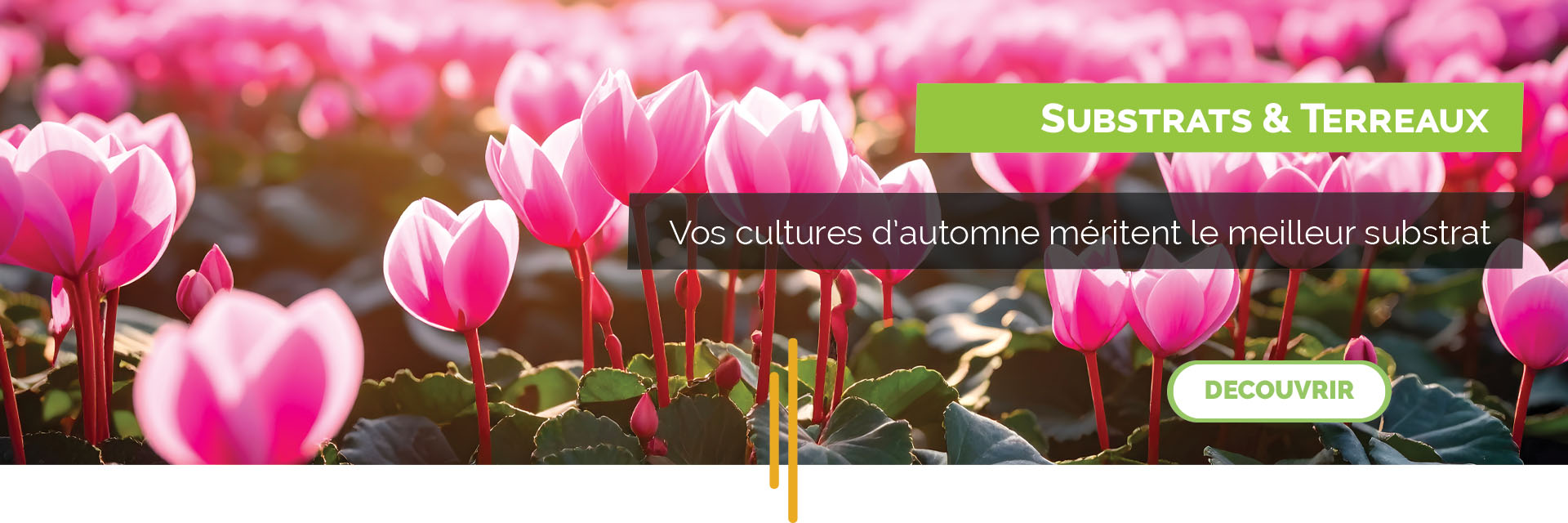 terreaux culture d'automne
