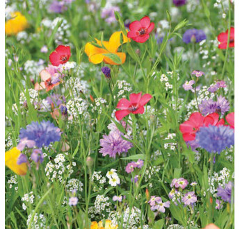 MELANGE FLEURI COUVRE SOL EQUILIBRE SAC 1KG