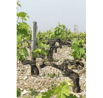 FIL A VIGNE ACIER ZINC ALU VINAL-CLOS TAILLE RASE MECANISEE 3.0MM 458M BOBINE 25KG
