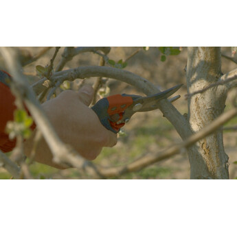 SECATEUR ERGO TAILLE L TETE N3 BAHCO PX-L3